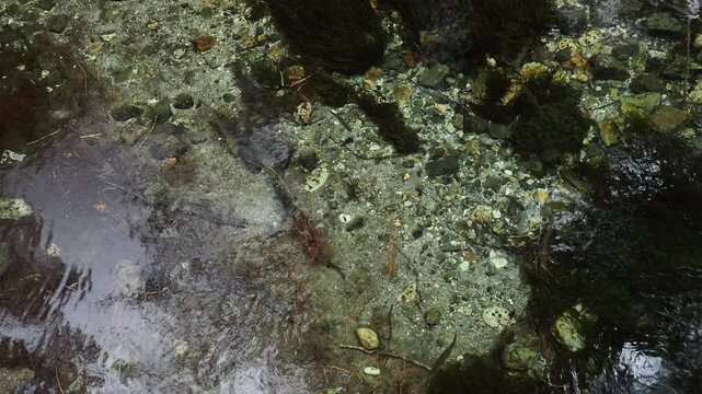 初夏の観光名所上高地の渓流に泳ぐ岩魚の様子