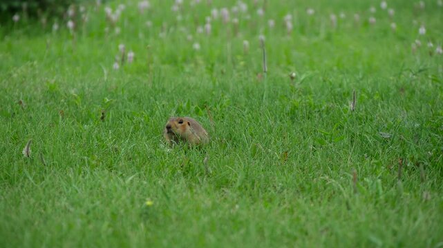 Ground squirrel on a green lawn. 
Ground squirrel quickly hid in its burrow.