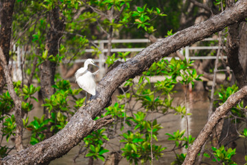 Obraz premium A graceful little egret grooming its feathers while perched on a large tree branch in a lush mangrove forest. This serene nature shot captures wildlife behavior and coastal biodiversity perfectly.