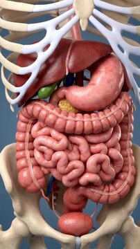 3D model of human digestive system organs and skeleton anatomy. Suitable for medical education, healthcare presentation, biology study, and video.