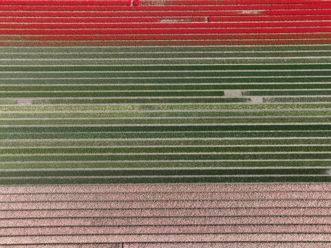 Aerial view of vibrant tulip fields in full bloom with distinct rows of red, green, and pink flowers creating a geometric pattern in Lisse, South Holland, Netherlands.