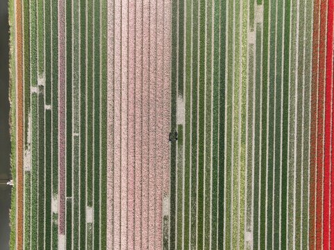 Aerial view of vibrant tulip fields in full bloom with colorful rows of flowers in Lisse, South Holland, Netherlands.
