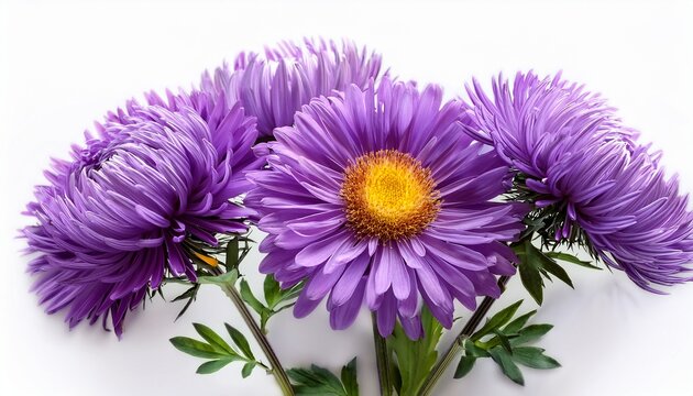 vibrant purple aster flowers isolated on white background