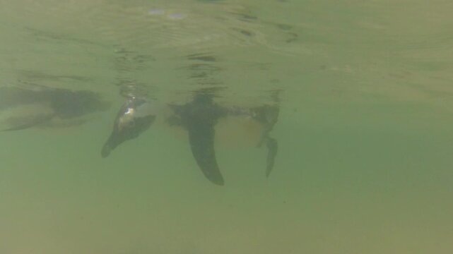 Boulder Beach underwater close up of the penguins of Boulder Beach colony. Simon's Town in South Africa.