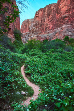 Winding Trail Through Lush Canyon Vegetation and Red Rock Walls in Arizona