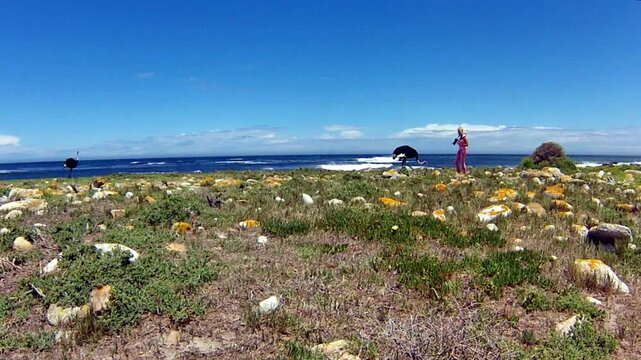 common ostriches on the pebble beach of Cape of Good Hope Nature Reserve in Cape Peninsula National Park, South Africa.