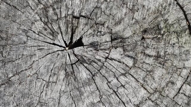 Close-up texture of a cracked tree stump