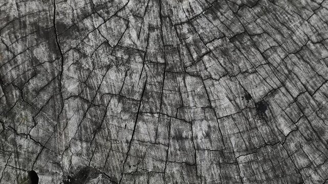 Close-up texture of a cracked tree stump