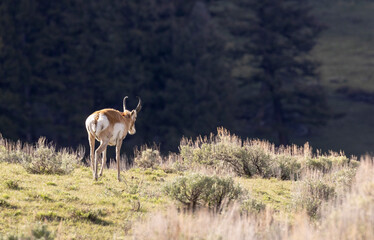 Naklejka premium Pronghorn Antelope Buck in Yellowstone National Park Wyoming