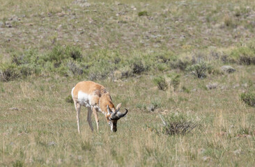 Naklejka premium Pronghorn Antelope Buck in Yellowstone National Park Wyoming