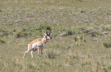Naklejka premium Pronghorn Antelope Buck in Yellowstone National Park Wyoming