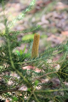 Emerging inflorescence of Heath-leaved banksia (Banksia ericifolia), South Australia
