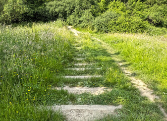 Fototapeta premium Steps edged with lush grass and yellow wildflowers descend toward dense woodland, sunlight casting soft, tranquil shadows in the Great Horton Country Park, Bradford, UK.
