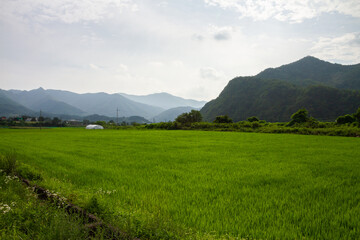 Obraz premium Lush green rice paddy fields stretch towards misty blue mountains under a cloudy sky