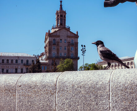 Hooded crow perched on granite ledge with historic Soviet-era building in background, Kyiv