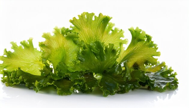 Green Algae Sea Lettuce Ulva Lactuca Isolated On White Background