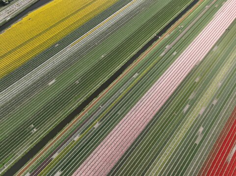 Aerial view of vibrant rows of blooming tulips in various colors stretching across agricultural fields in Lisse, South Holland, Netherlands.