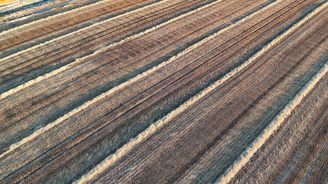 Drone view of harvested wheat fields at sunset near Baracs