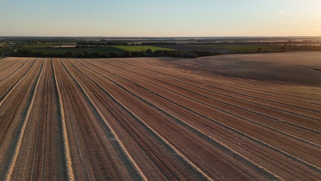 Drone view of harvested wheat fields at sunset near Baracs