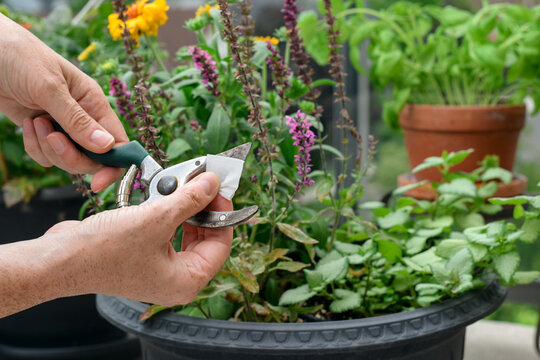 Close-up side view showing hand wiping pruning shear with sanitizing tissue before or after cutting infected plant in container garden
