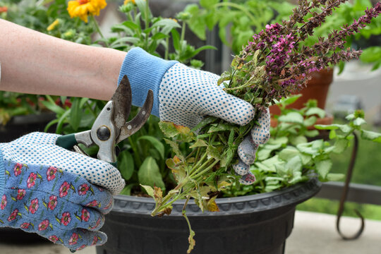 Side view close-up showing gloved hand holding bunch of cut salvia stems with powdery mildew and pruning shear over container garden