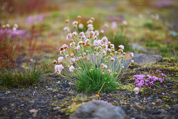 Obraz premium Beautiful wild flowers blooming on a summer day in Iceland.