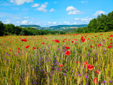 field  blooming red poppies France