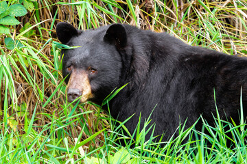 Obraz premium black bear in the grass