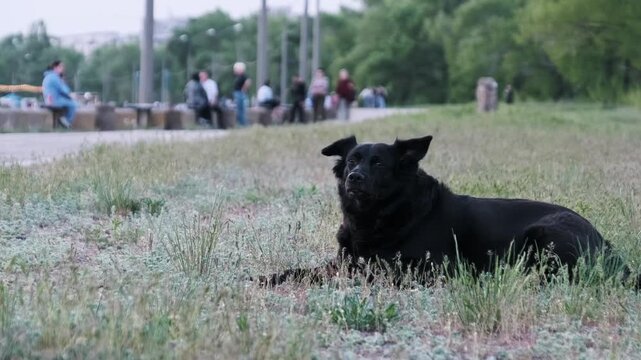 A black mixed breed dog rests on the grass in a city park while blurred people sit on benches behind. Concept of stray animals, urban wildlife coexisting with humans, and calm relaxation.