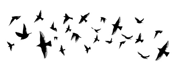 Fototapeta premium Flying birds silhouette flock. hand drawing. Not AI. Vector illustration