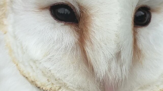 Close up of barn owl eye macro shot with feathers UK 4K
