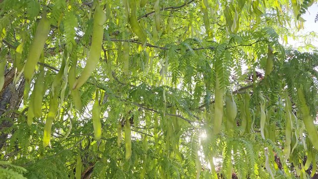 Golden sunset sunlight shining through green leaves and long seed pods of a honey locust tree, Gleditsia triacanthos.