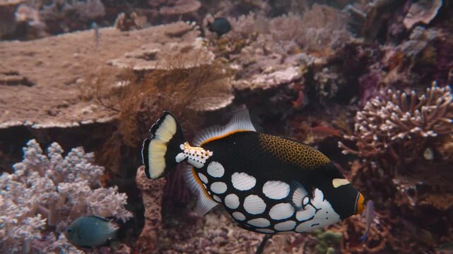 Clown triggerfish (Balistoides conspicillum), Komodo