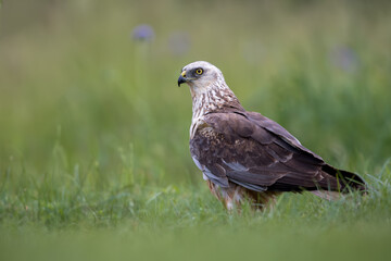 Fototapeta premium Western Marsh Harrier Resting in Meadow