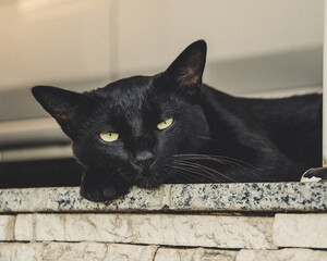 Black Cat Resting Its Head on a Granite Ledge © Antonino Visalli