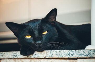 Black Cat Lounging on a Stone Ledge © Antonino