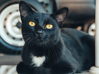 Curious Black Cat Sitting Outdoors © Antonino