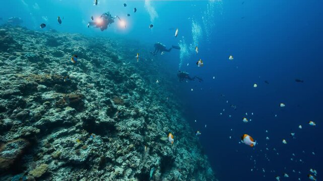 SCUBA Divers swim along deep tropical coral reef with fishes in Palau marine sanctuary