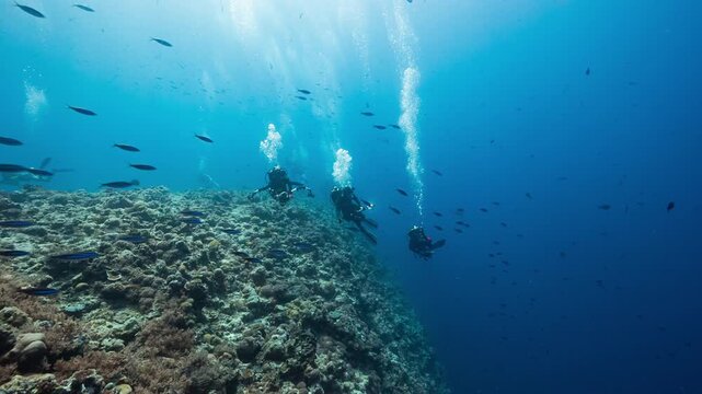 SCUBA Divers swim along deep tropical coral reef with fishes in Palau marine sanctuary