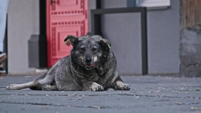 A shaggy grey stray dog with a green identification tag lies on an urban pavement looking at the camera. The background movement of a pedestrian highlights the indifference of the city.