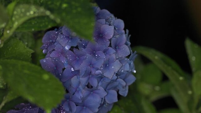 Tokyo,Japan - June 25, 2026: Closeup of blue hydrangea  in the rain
