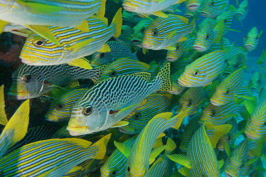 school of sweetlips (Plectorhinchus), Cape Kri, Raja Ampat