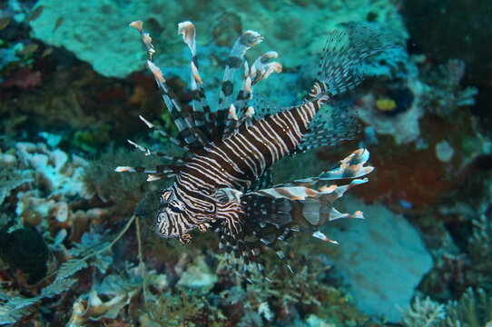 Lionfish swimming over a colorful coral reef in Raja Ampat, Indonesia