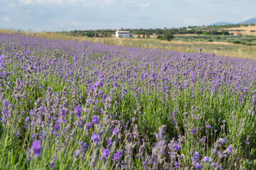 Fototapeta premium Lavender Field and Rural Countryside Landscape in Summer 
