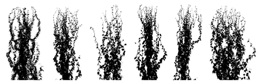 climbing creeper ivy plant silhouettes (ivy, hedera, climbing vine) isolated premium vector image, black shapes