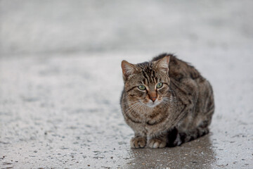 Hauskatze (Felis silvestris catus) bei Regen © AnnaReinert