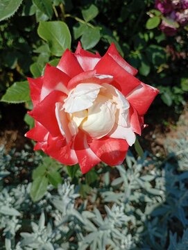 A premium botanical photograph of a magnificent bi-color hybrid tea rose blooming elegantly in a bright summer garden. Featuring a striking high-contrast gradient from a creamy white center and revers