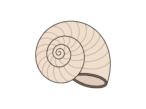 Snail Shell Spiral Swirl Macro Closeup Isolated