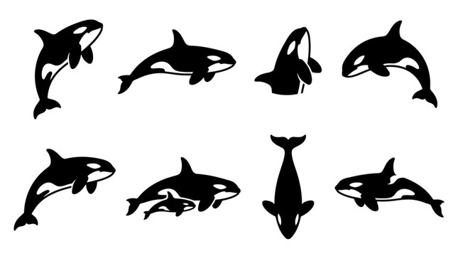 Black orca killer whale silhouettes for graphic design.