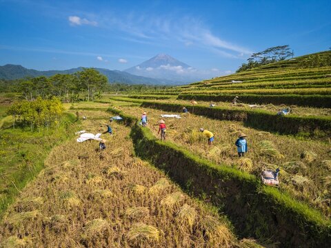 Aerial view of rice terraces with farmers harvesting crops under a clear blue sky with a distant volcano in Magelang Regency, Central Java, Indonesia.